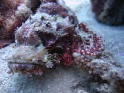 marsa_alam_200510 145